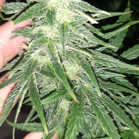 Moby 1 growlog timeline photo