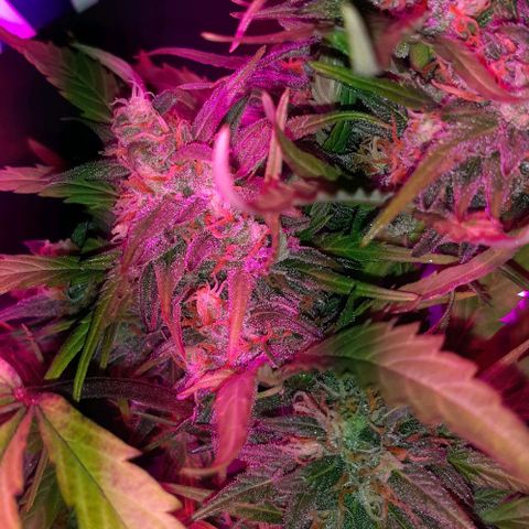 Foto de la cronología del growlog de Og kushes