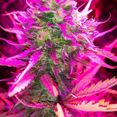 Foto de la cronología del growlog de Og kushes