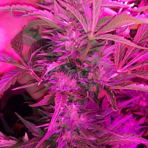 Foto de la cronología del growlog de Og kushes