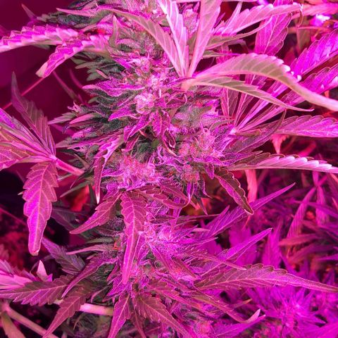 Foto de la cronología del growlog de Og kushes