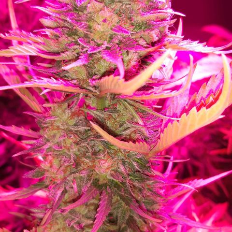 Foto de la cronología del growlog de Og kushes