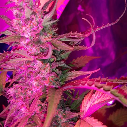 Foto de la cronología del growlog de Og kushes