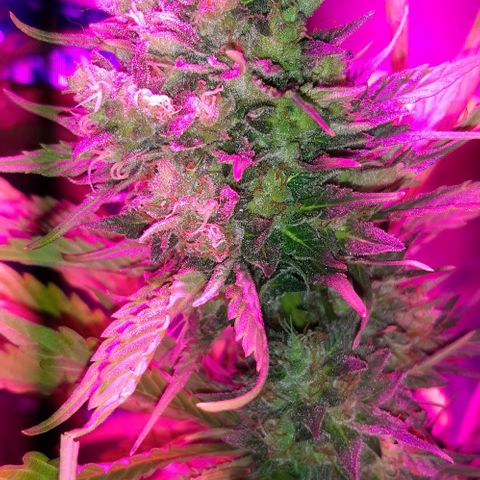 Foto de la cronología del growlog de Og kushes
