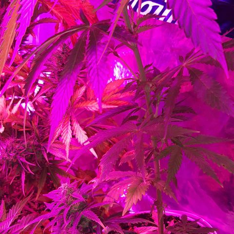 Ak-47  growlog timeline photo