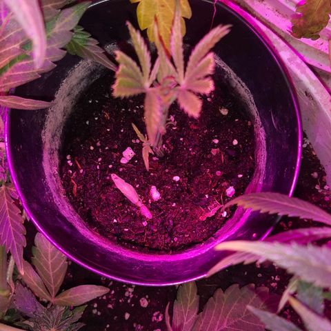Rainbows growlog photo: Esqueje de rainbow a ver si se daaa