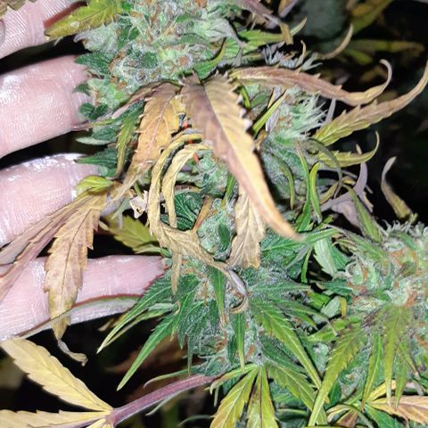 Foto de la cronología del growlog de Og kushes