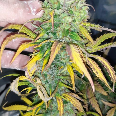 Foto de la cronología del growlog de Og kushes