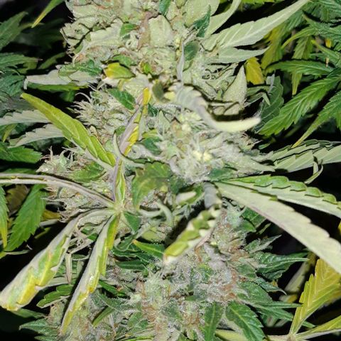 Foto de la cronología del growlog de Og kushes