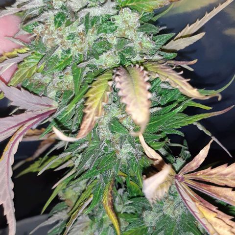 Foto de la cronología del growlog de Og kushes