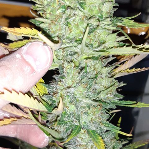 Foto de la cronología del growlog de Og kushes
