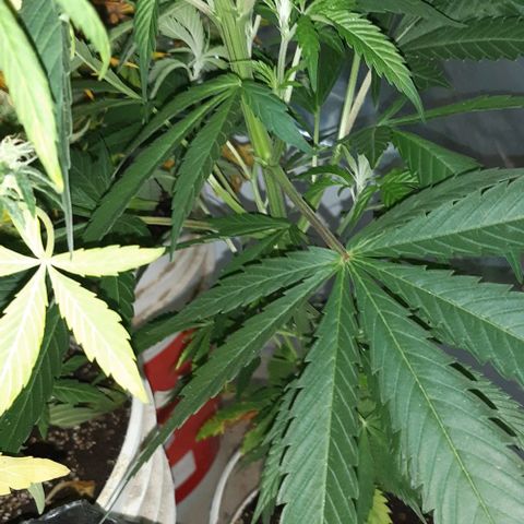 Ak-47  growlog timeline photo