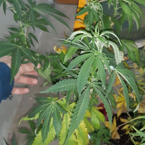 Rainbows growlog timeline photo