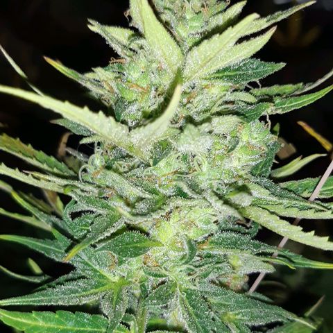 Moby 1 growlog timeline photo