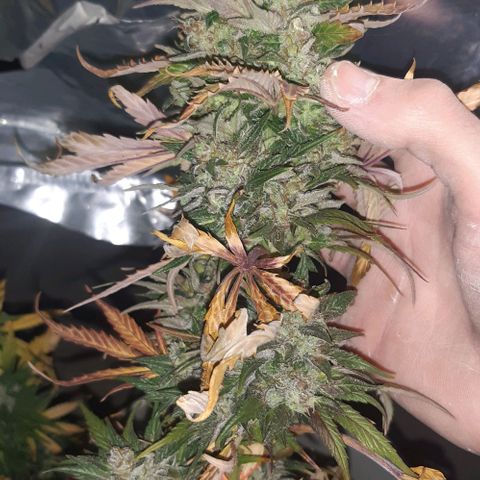 Foto de la cronología del growlog de Og kushes