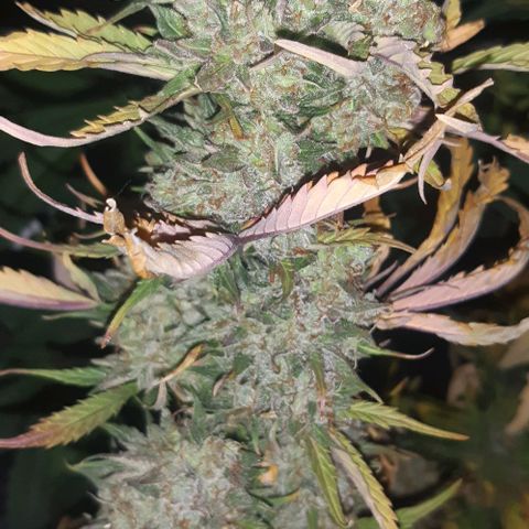 Foto de la cronología del growlog de Og kushes