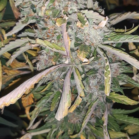 Foto de la cronología del growlog de Og kushes