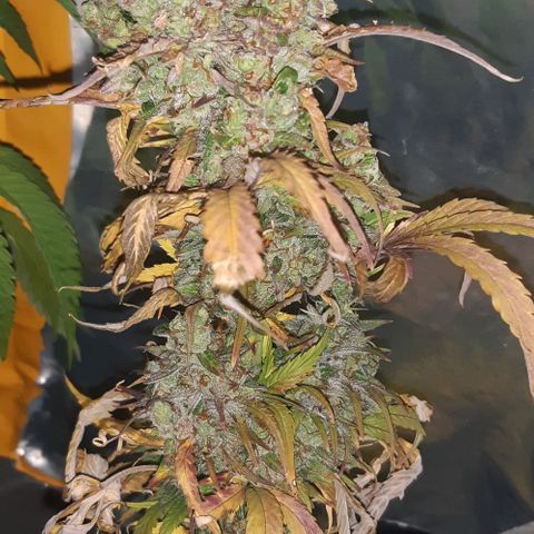 Foto de la cronología del growlog de Og kushes