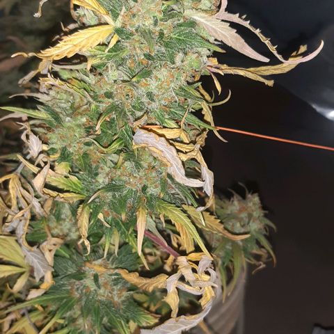 Foto de la cronología del growlog de Og kushes