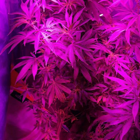 Rainbows growlog timeline photo