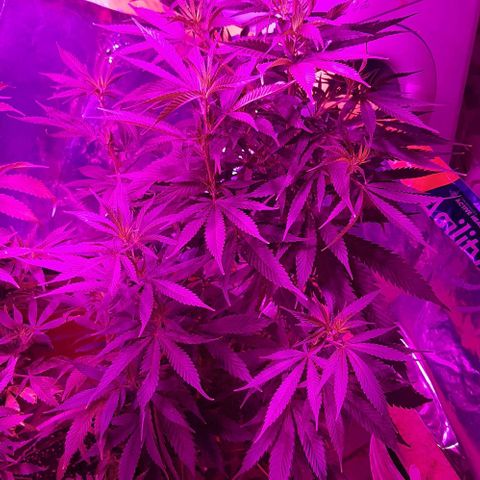 Ak-47  growlog timeline photo