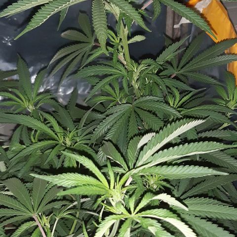 Ak-47  growlog timeline photo