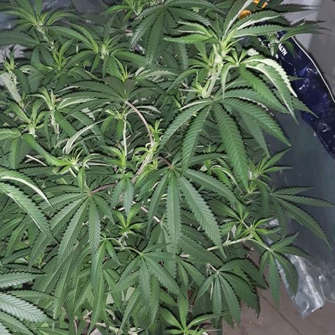 Ak-47  growlog timeline photo