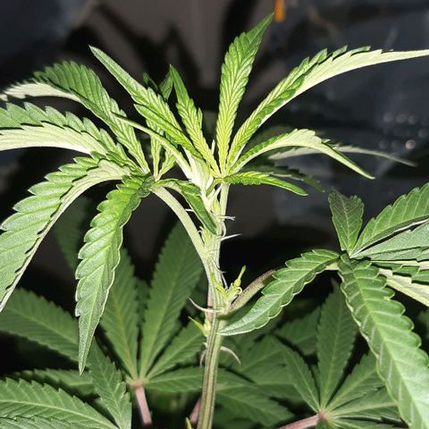 Rainbows growlog timeline photo