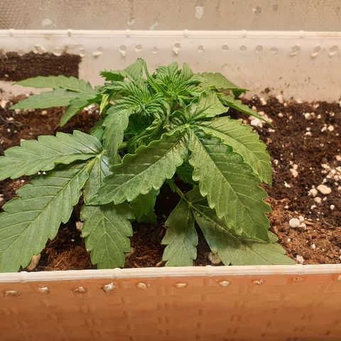 Delta 9 growlog photo: Skręcające nowe liscie