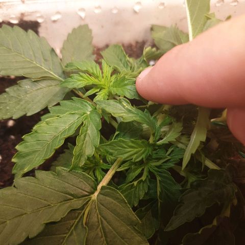 Delta 9 growlog photo: Lst
Liscie zaczynają lepiej wygladac