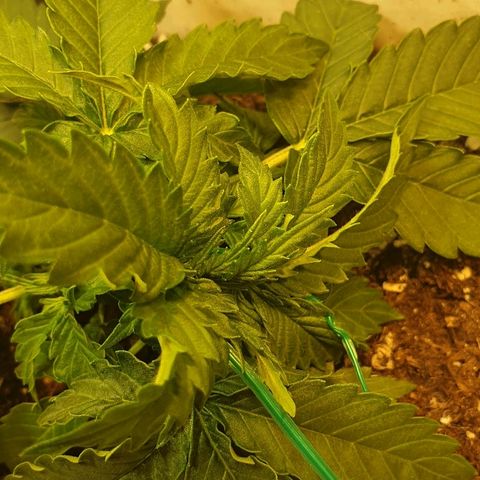 Delta 9 growlog photo: Lst
Liscie zaczynają lepiej wygladac