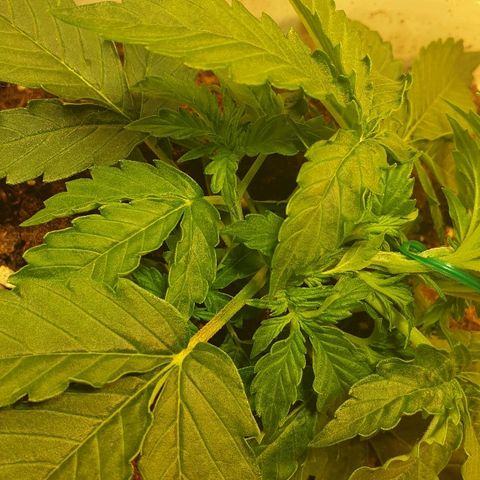 Delta 9 growlog photo: Lst
Liscie zaczynają lepiej wygladac