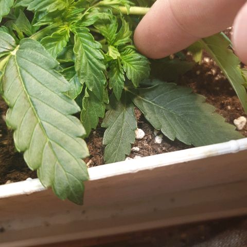 Delta 9 growlog photo: Lst
Liscie zaczynają lepiej wygladac