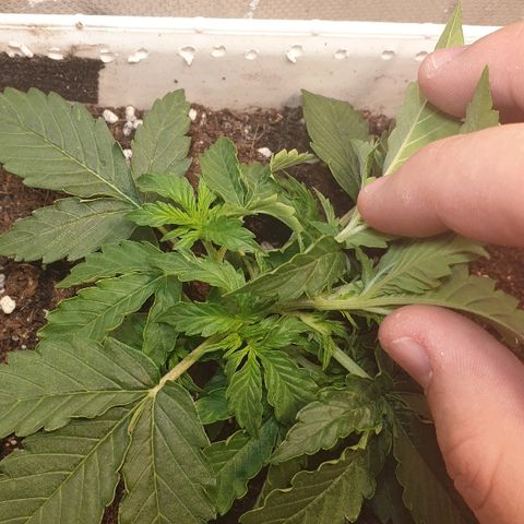 Delta 9 growlog photo: Lst
Liscie zaczynają lepiej wygladac