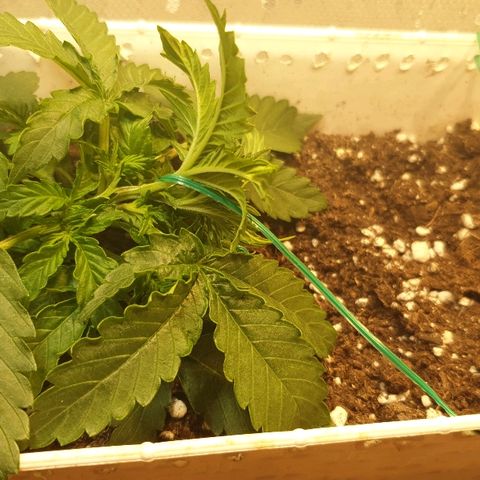 Delta 9 growlog photo: Lst
Liscie zaczynają lepiej wygladac