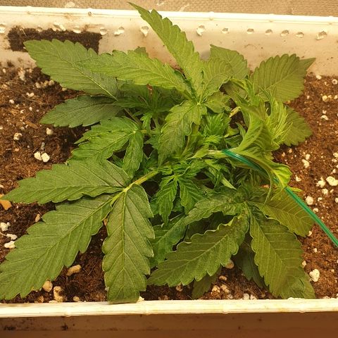 Delta 9 growlog photo: Lst
Liscie zaczynają lepiej wygladac