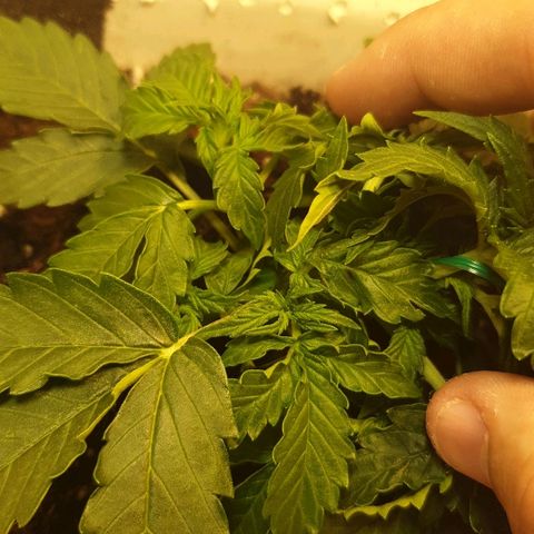 Delta 9 growlog timeline photo