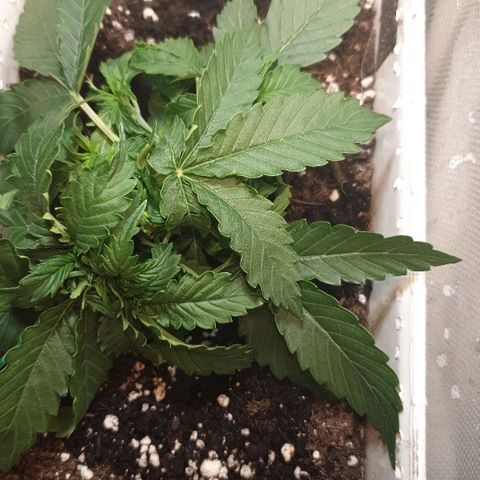 Delta 9 growlog timeline photo