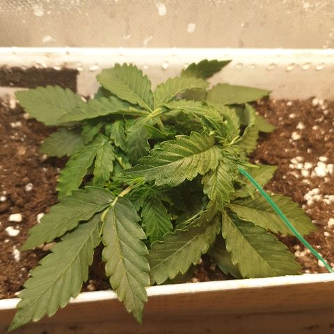 Delta 9 growlog timeline photo