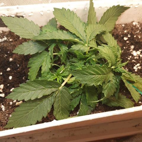 Delta 9 growlog timeline photo