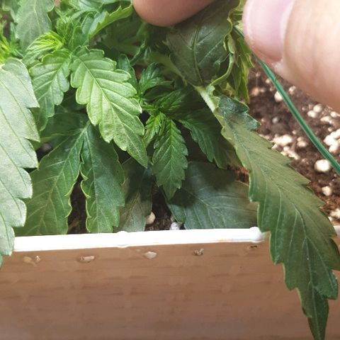 Delta 9 growlog timeline photo