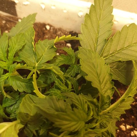 Delta 9 growlog timeline photo