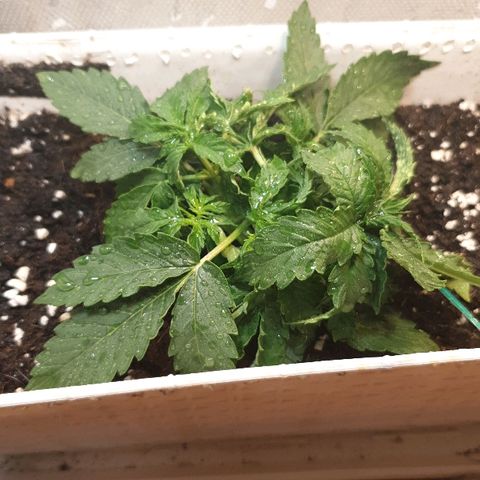 Delta 9 growlog timeline photo