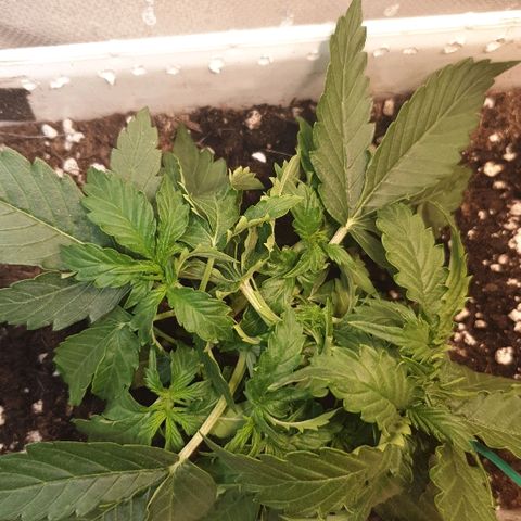 Delta 9 growlog timeline photo