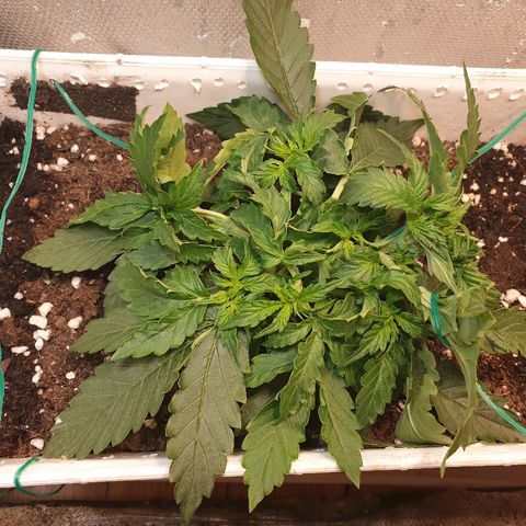 Delta 9 growlog photo: Lst