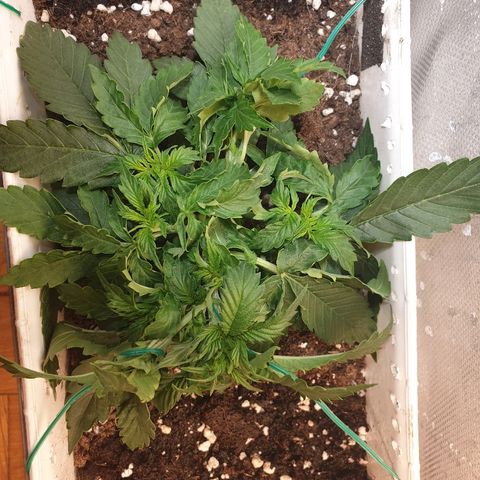 Delta 9 growlog photo: Top view lst