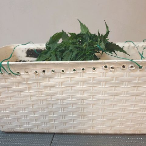 Delta 9 growlog timeline photo