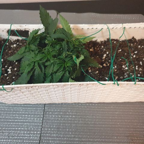 Delta 9 growlog timeline photo