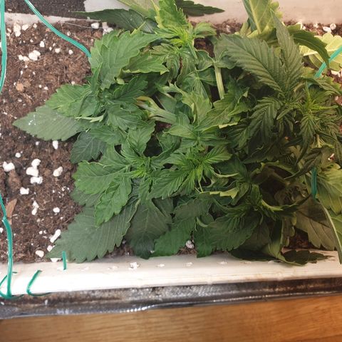Delta 9 growlog timeline photo