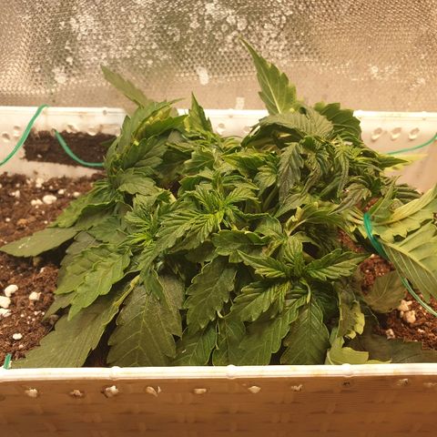 Delta 9 growlog timeline photo